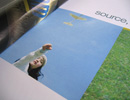 Coriander Koliana Brochure