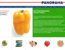 Panorama design